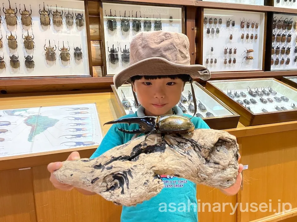 昆虫館 体験