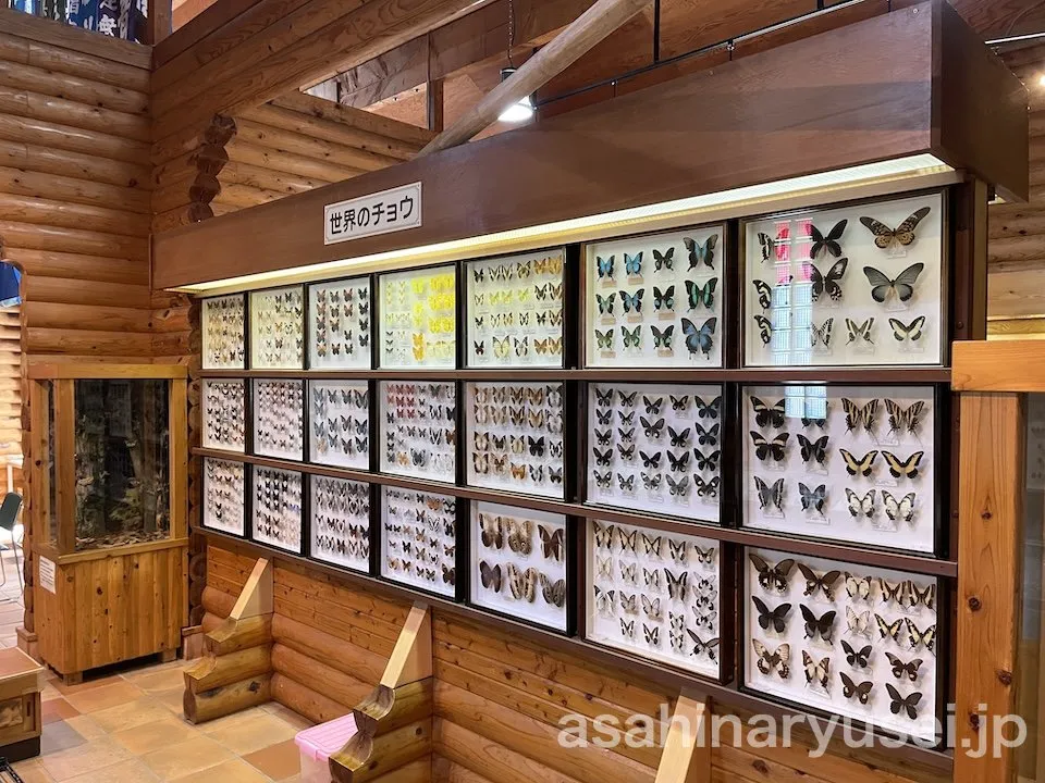 昆虫館 内観