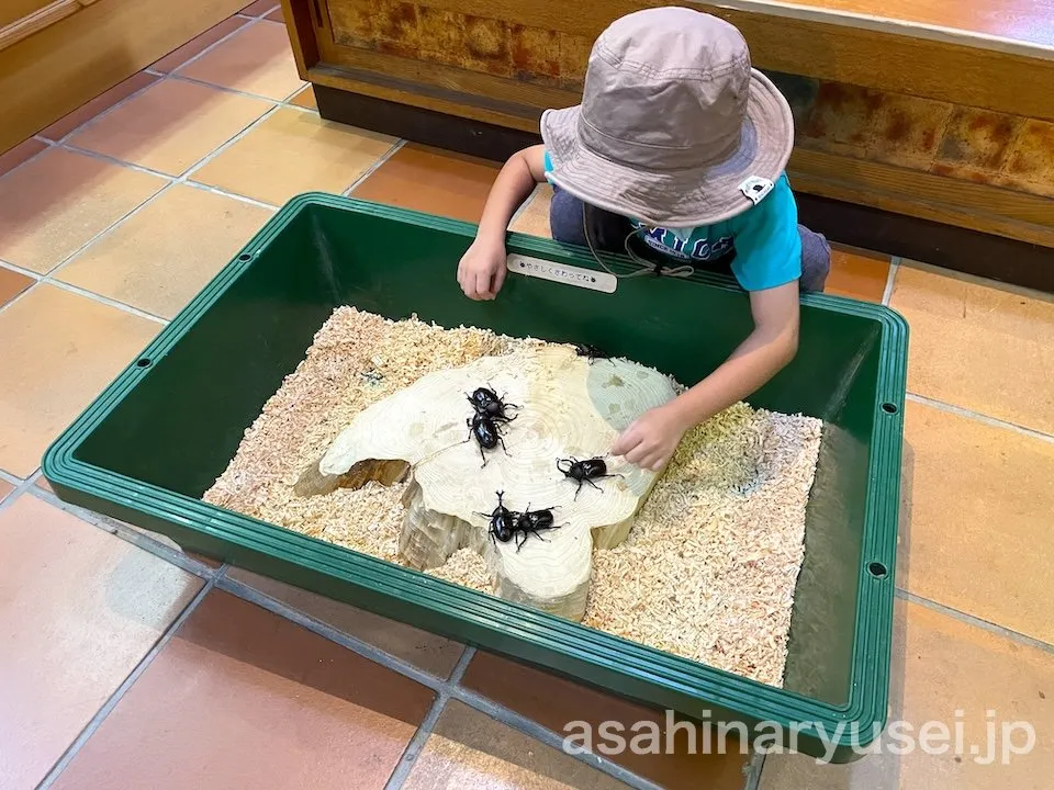 昆虫館 体験