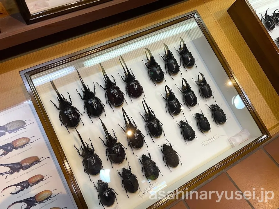 昆虫館 標本