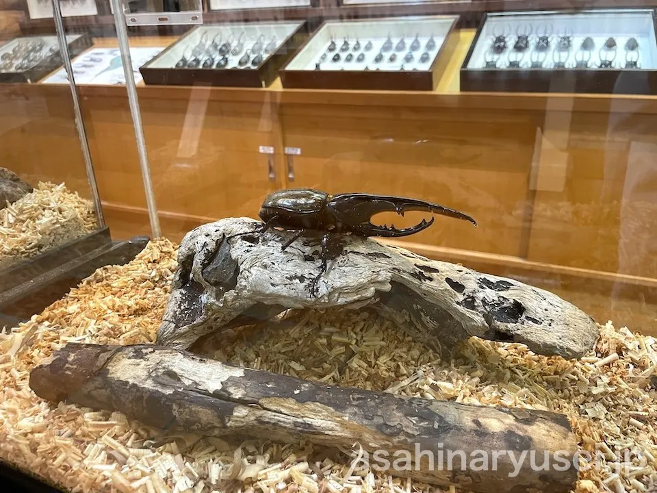 昆虫館 カブトムシ